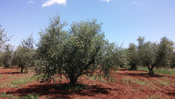 Ellinochorion olive grooves