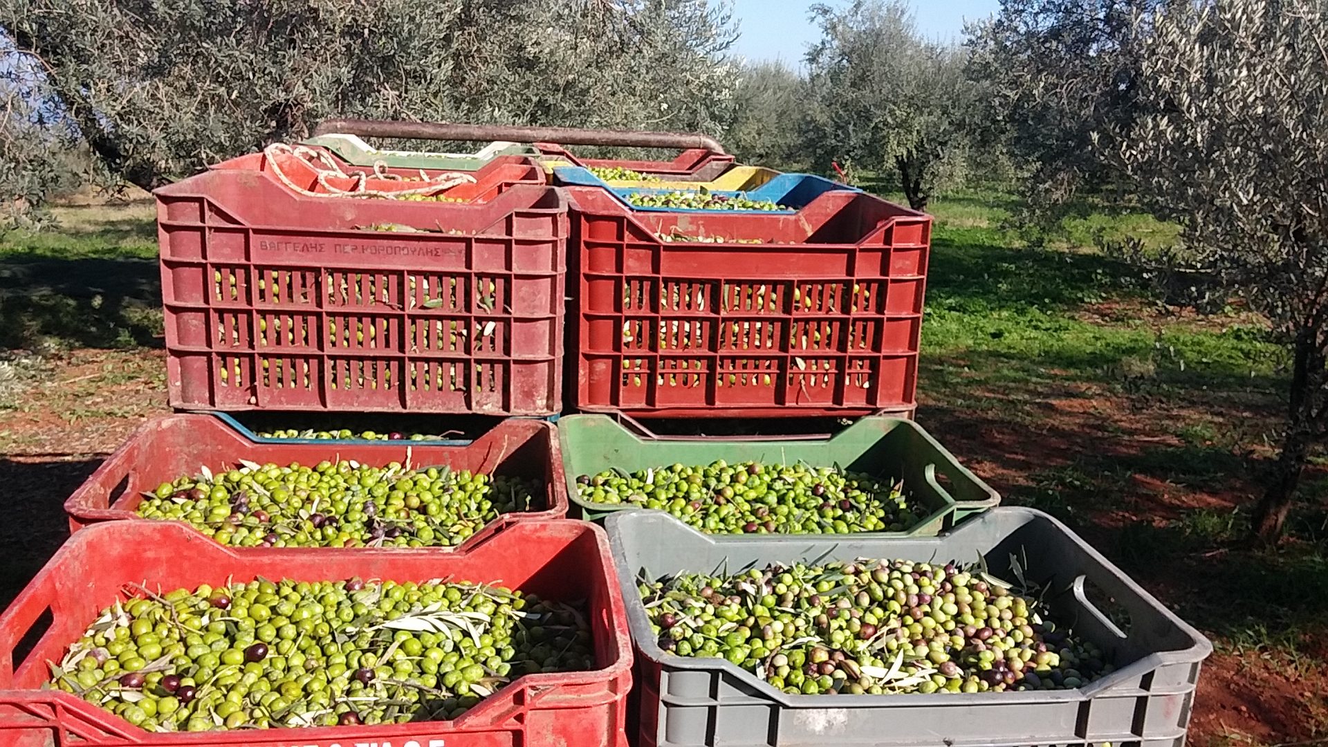 Τελάρα γεμάτα φρεσκομαζεμένες ελιές