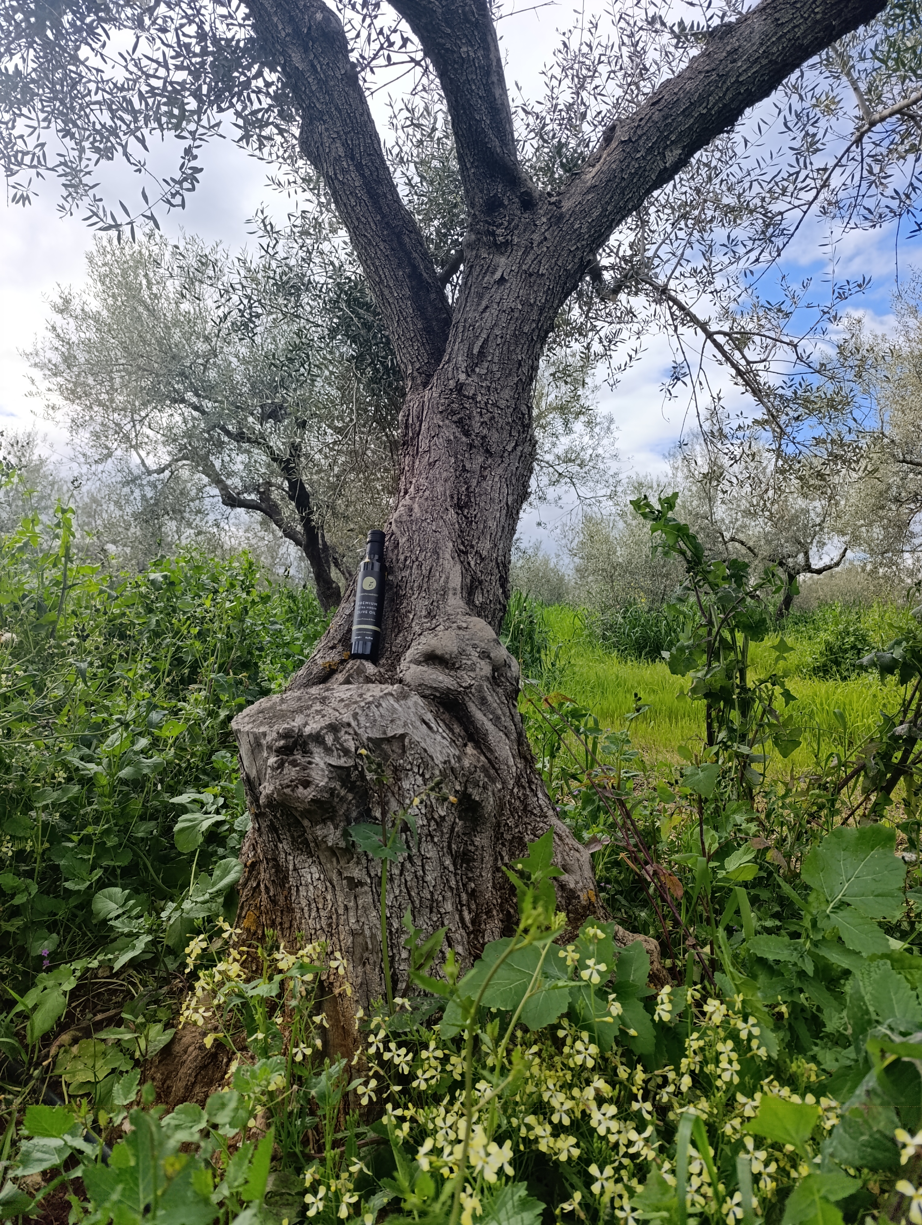 Home - Ελληνικά Αιωνόβιο ελαιόδεντρο στον ελαιώνα της Corinth Harvest