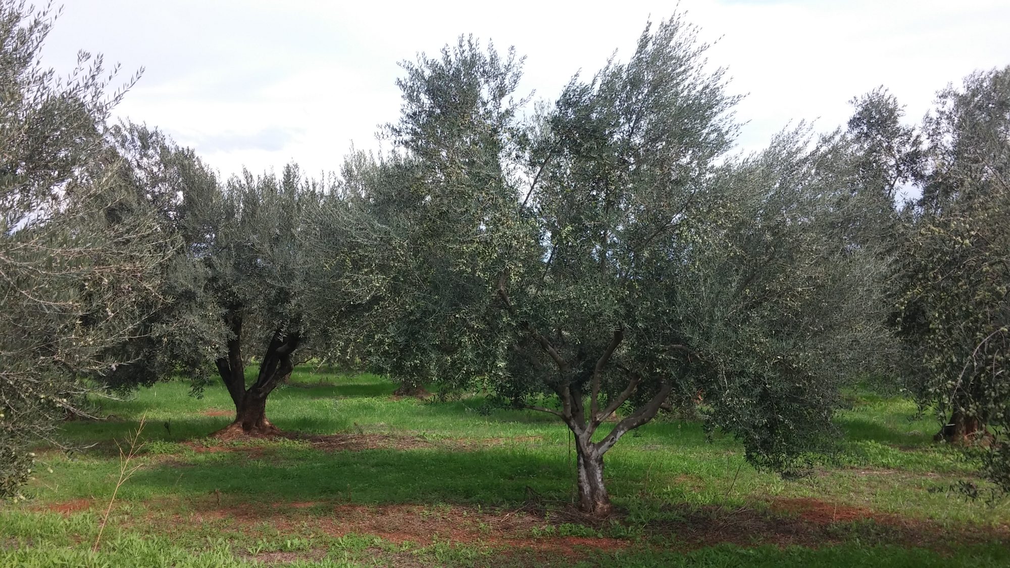 Ο ελαιώνας της οικογένειας Ζάρκου στο Ελληνοχώρι Κορινθίας