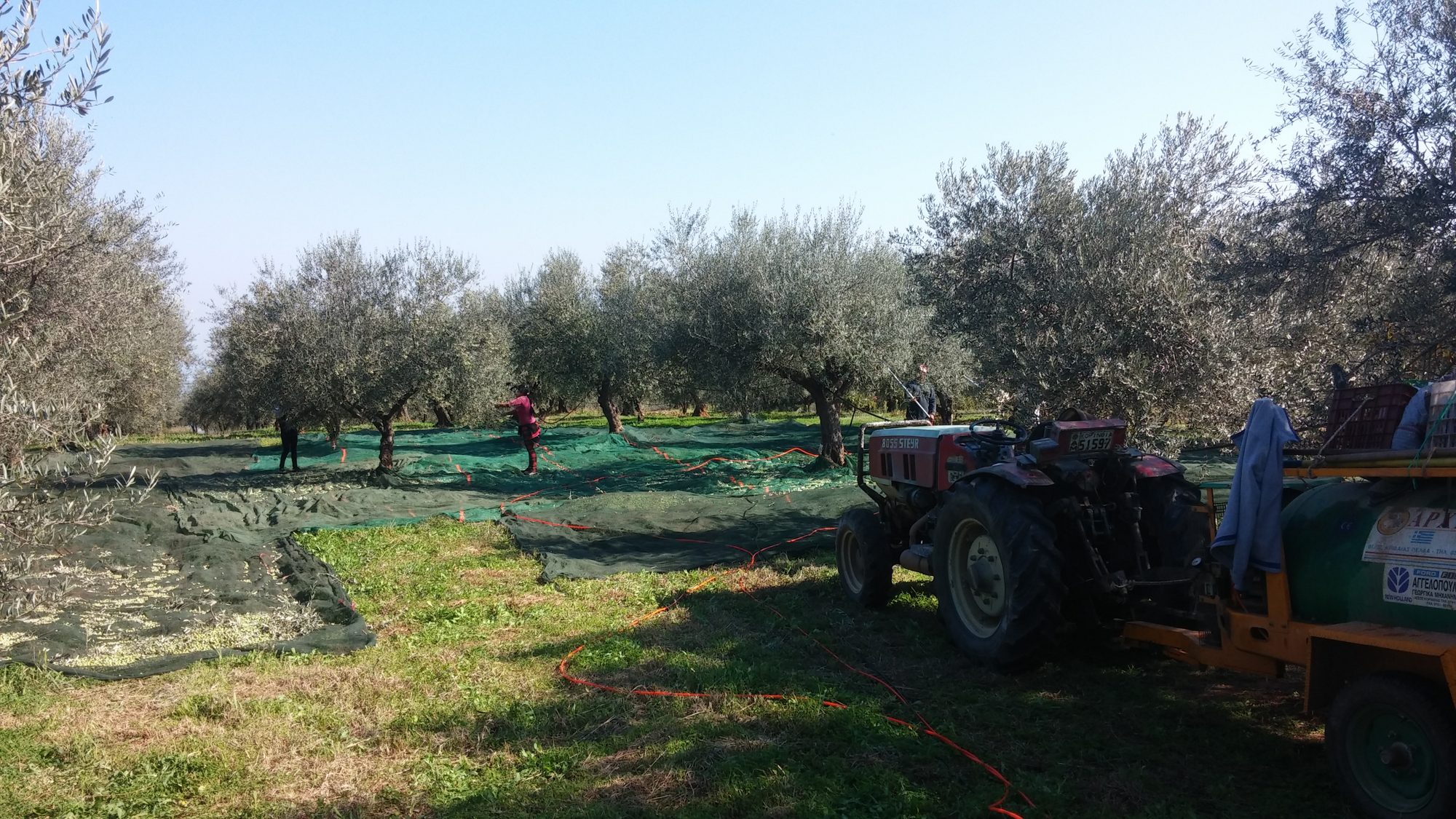 Μέρα μαζέματος στον ελαιώνα, με τα λιόπανα απλωμένα κάτω από τις ελιές